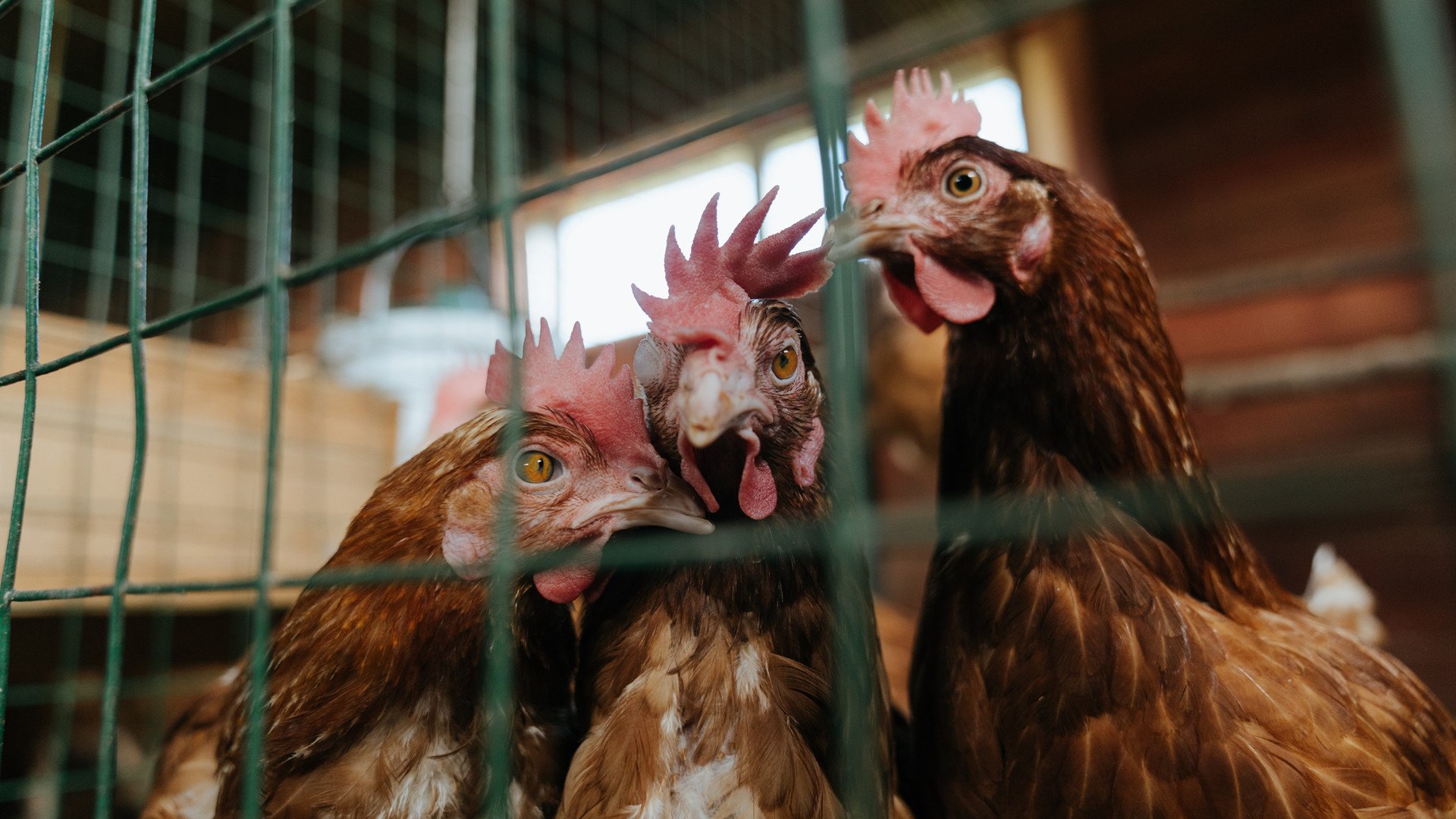 国足海外热身收官,技战术储备充分,国足海外直播