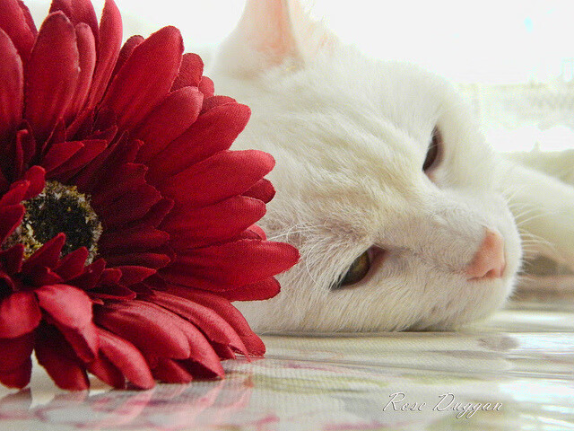 天津泰达客场负于对手，陷入低迷，天津泰达最新阵容