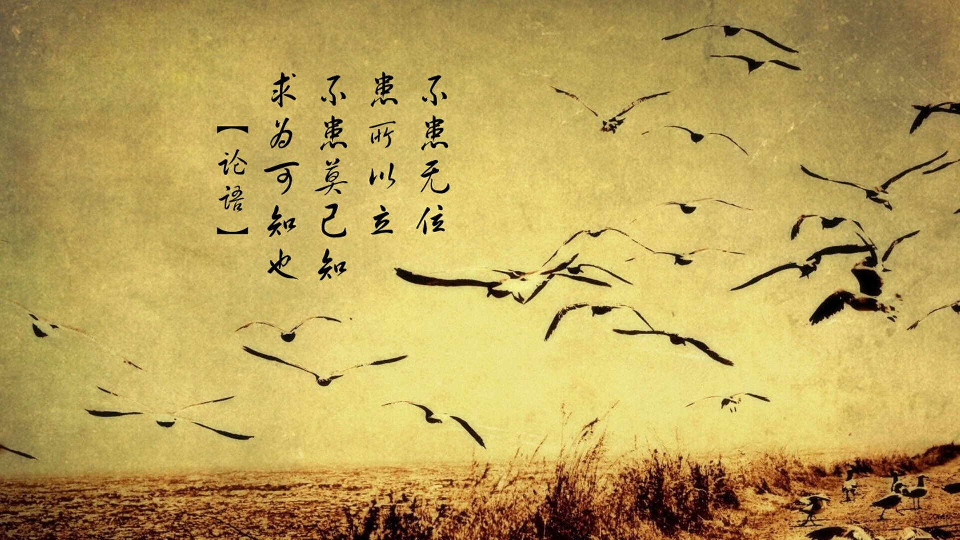 青岛黄海队员在场上奋力拼搏，展现团队精神，青岛黄海队服照片