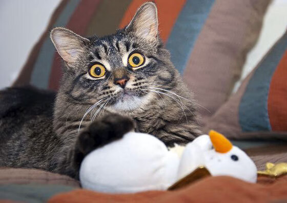 女足技战术打法日趋成熟比赛节奏更加紧凑,女足的比赛