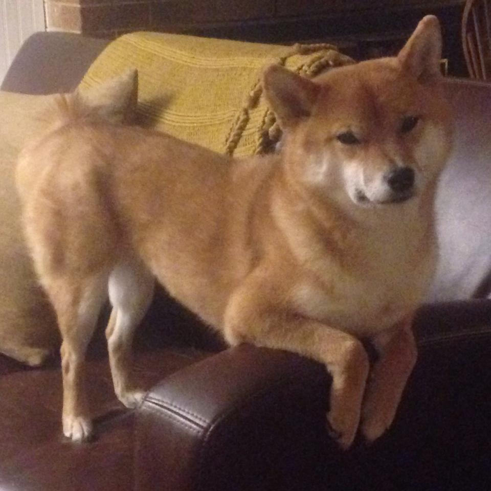 格林伍德的防守策略与球场智慧，让袋鼠队进攻更有保障，格林伍德球员