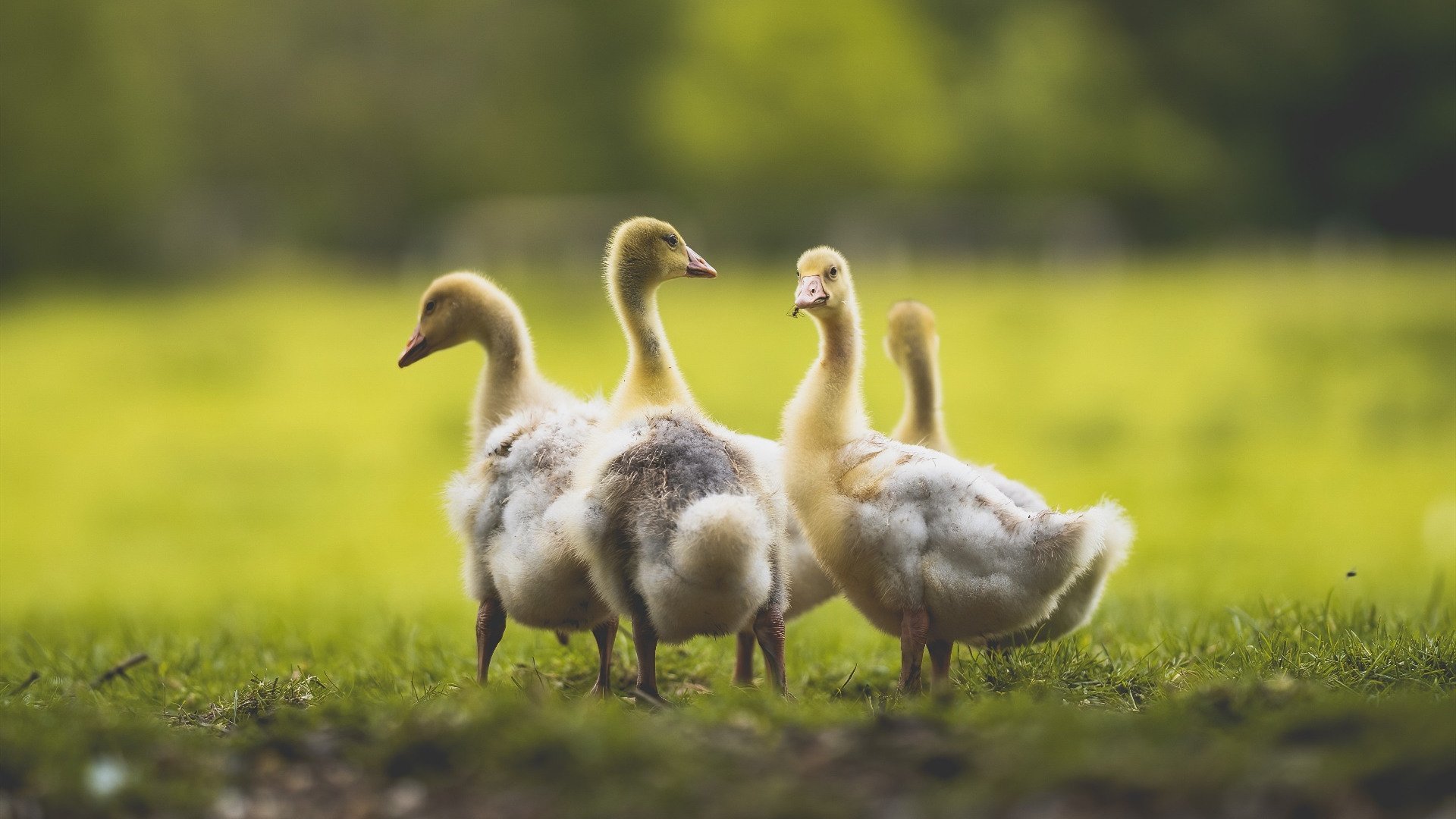 王楚钦比赛中临危不乱逆转获胜,王楚钦比赛中临危不乱逆转获胜的是谁